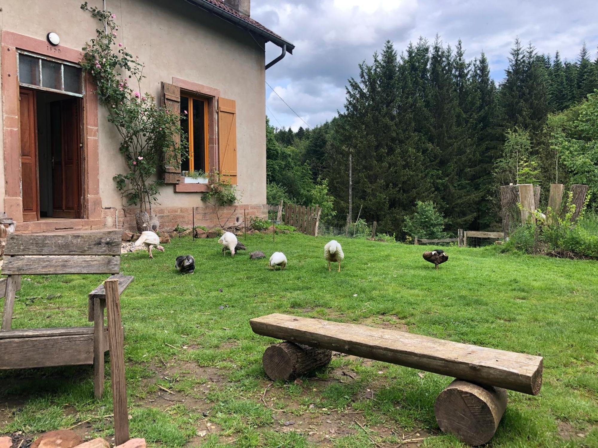 A L'Oree De Soi - Maison Forestiere De La Soie - Eco Gite, Chambres D'Hotes, Camping Au Pied Des Vosges Saint-Sauveur  Dış mekan fotoğraf