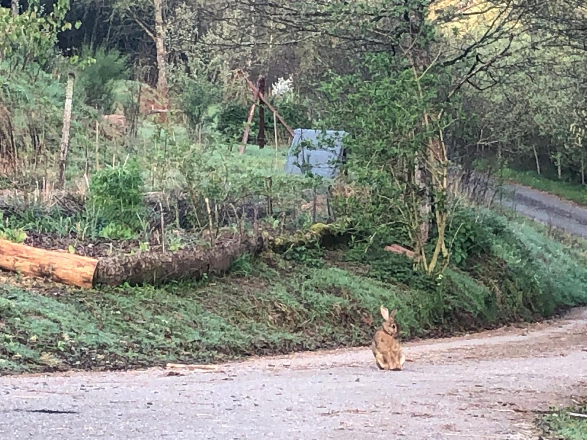 A L'Oree De Soi - Maison Forestiere De La Soie - Eco Gite, Chambres D'Hotes, Camping Au Pied Des Vosges Saint-Sauveur  Dış mekan fotoğraf