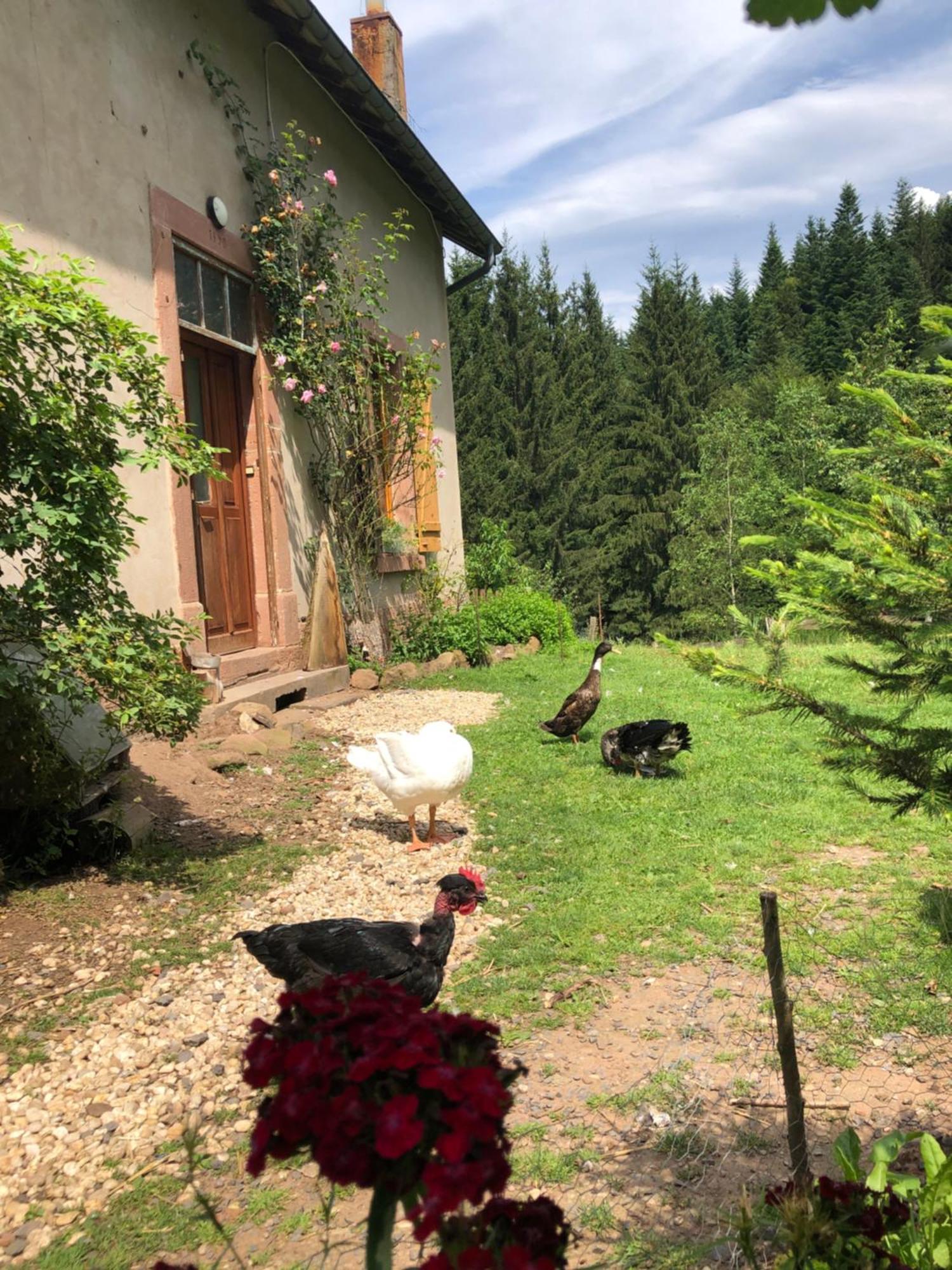 A L'Oree De Soi - Maison Forestiere De La Soie - Eco Gite, Chambres D'Hotes, Camping Au Pied Des Vosges Saint-Sauveur  Dış mekan fotoğraf